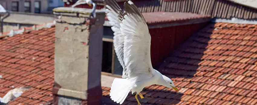Residential Chimney Animal Removal Solution in Victoria, TX