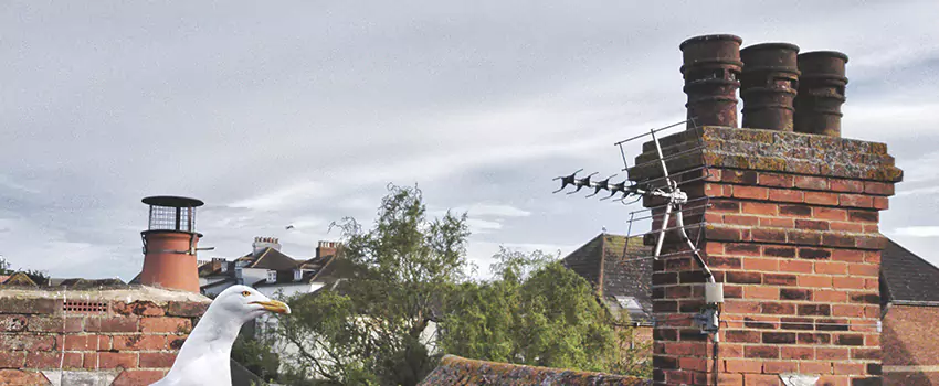 Chimney Cleaning And Restoration in Victoria, Texas